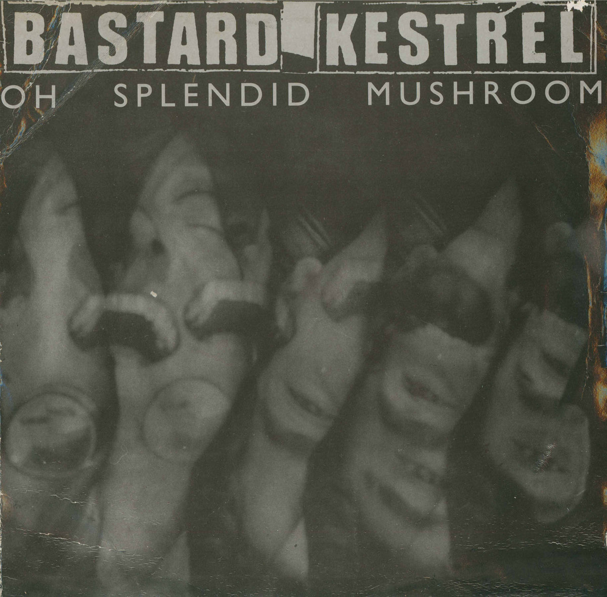 Oh Splendid Mushroom